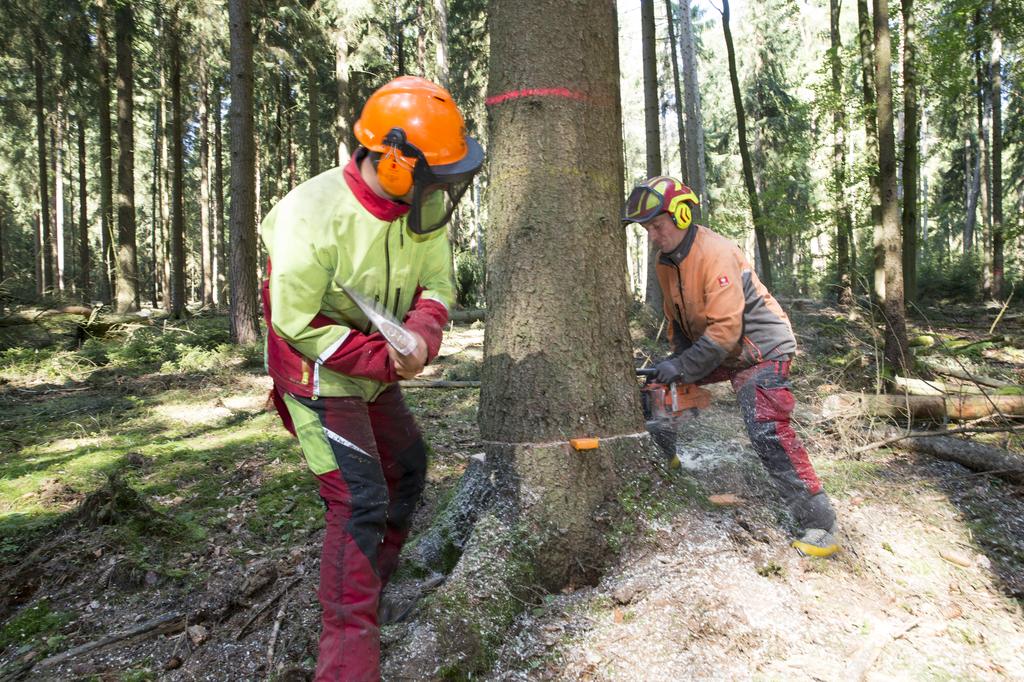 Waldwirtschaft Falkenstein am Thorey's Teich